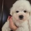 Bichon Frise puppies photo 1