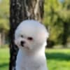 Bichon Frise puppies photo 2