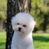 Bichon Frise puppies photo 3