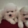 Bichon Frise puppies photo 4