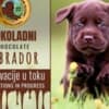 Brown Labrador puppies photo 1