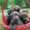Brown Labrador puppies photo 2
