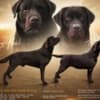 Brown Labrador puppies photo 3