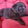 Brown Labrador puppies photo 4