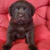 Brown Labrador puppies photo 5