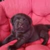 Brown Labrador puppies photo 6