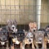 American bully XL / XXL photo 1
