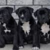 American bully XL / XXL photo 2