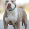 American bully XL / XXL photo 3