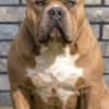 American bully XL / XXL photo 4