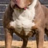 American bully XL / XXL photo 5