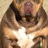 American bully XL / XXL photo 6