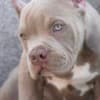American bully XL / XXL photo 7