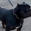 American bully XL / XXL photo 8
