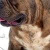 American bully XL / XXL photo 9