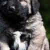Caucasian Shepherd – Puppies photo 1