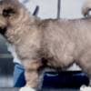 Caucasian Shepherd – Puppies photo 2