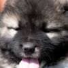 Caucasian Shepherd – Puppies photo 3