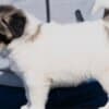 Caucasian Shepherd – Puppies photo 7