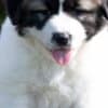 Caucasian Shepherd – Puppies photo 8