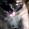 Caucasian Shepherd – Puppies photo 9