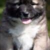 Caucasian Shepherd – Puppies photo 11