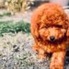 Red miniature poodle photo 1
