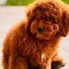 Red miniature poodle photo 2