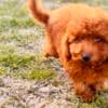 Red miniature poodle photo 4
