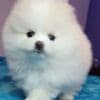 Beautiful mini t-cup Pomeranian puppies for sale. photo 1