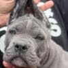 Cane Corso puppies photo 1