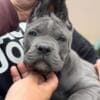 Cane Corso puppies photo 2