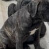 Cane Corso puppies photo 3