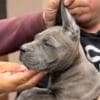 Cane Corso puppies photo 4