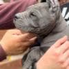 Cane Corso puppies photo 5
