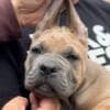 Cane Corso puppies photo 6