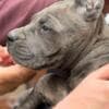 Cane Corso puppies photo 7