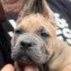 Cane Corso puppies photo 8