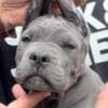Cane Corso puppies photo 9