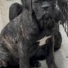 Cane Corso puppies photo 10