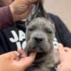 Cane Corso puppies photo 12