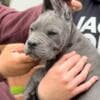 Cane Corso puppies photo 13