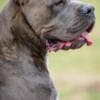 Cane Corso puppies photo 14