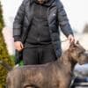 Cane Corso puppies photo 15