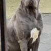 Cane Corso puppies photo 16