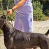 Cane Corso puppies photo 17