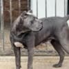 Cane Corso puppies photo 18