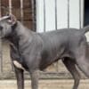 Cane Corso puppies photo 19
