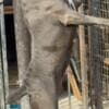 Cane Corso puppies photo 20