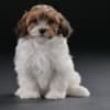 Havanese Bichon puppies photo 1